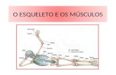 O esqueleto e os músculos
