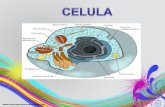 Celula y division celular