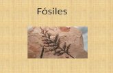 Fósiles - fisca