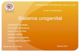 Embriología, sistema urogenital