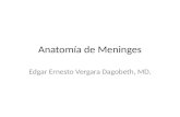Anatomía de meninges