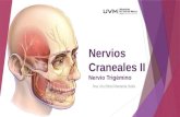 UVM Sistema Nervioso Sesion 12 Pares craneales II