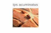 Ips acuminatus1