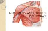 Músculos anteriores del tórax