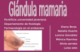 11. Glandula Mamaria