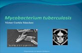 9.  Mycobacterium tuberculosis