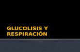 Glucolisis Y Respiracion(2)