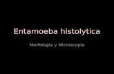 Morfología E. histolytica