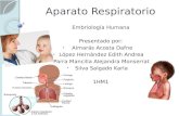 Aparato Respiratorio Embrionario