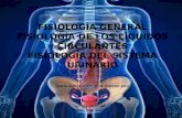 fisiología general fisiología de los líquidos circulantes fisiología del sistema urinario