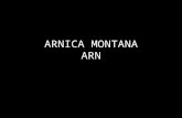 Arnica montana2
