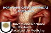 Médula adrenal