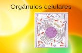OrgáNulos Celulares (Nx Power Lite)