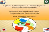 Resultados uso de microorganismos de montaña en agricultura en MAG Cartago. e tomate 2014