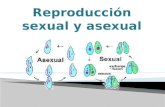 Reproducción sexual y asexual proyecto