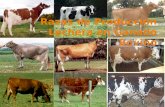 Razas de producción lechera en ganado bovino