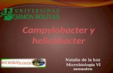 Campylobacter y helicobacter