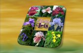 Iris Paradas