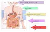 Aparato digestivo glándulas