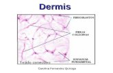 Clase Dermato 2 : Dermis