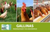 "Principales razas y características de las gallinas"