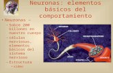 Neuronas Elementos Del Comportamiento