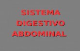 Sistema digestivo abdominal 1ª P