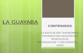 Taxonomia de la guayaba