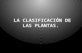 La clasificación de las plantas