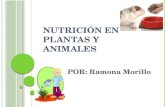 Nutrición en plantas y animales