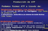PRODUCCIÓN DE ATP