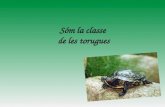 Powerpoint tortugues 10 11