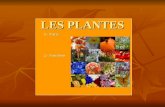 Les plantes   (2) - funcions
