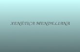 Xenetica con burelinus_e_mendeliana new