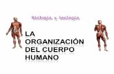 La organizacion del_cuerpo_humano