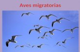 Aves migratorias v padín