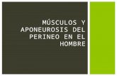 Músculos y aponeurosis del perineo en el hombre