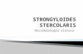 Strongyloides stercolaris