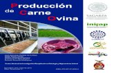 Manual producción de carne ovina