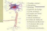 Sistema nervioso-2