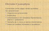 División cyanophyta 2013