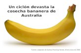 Mercado de bananas australianas