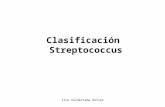 Clasificacion  Streptococcus Ilse Valderrama