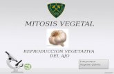Mitosis vegetal
