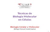 Tecnicas de Biologia Molecular en Celulas - Sesion 2