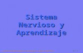 Sistema Nervioso y Aprendizaje II