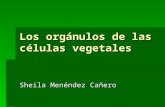 Los OrgáNulos De Las CéLulas Vegetales