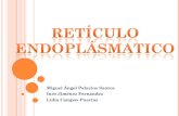 Presentaciónde reticulo ampli(1)