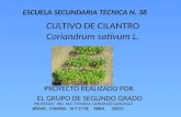 Cultivo de cilantro tec 38