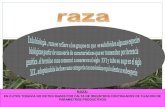 CLASIFICACION DE CUYES:RAZAS Y LINEAS GENETICAS